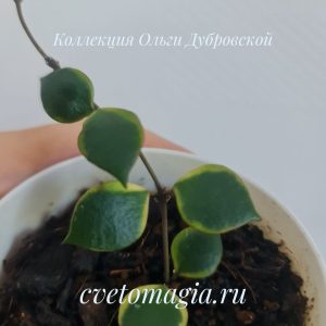 Hoya bakoensis albomarginata