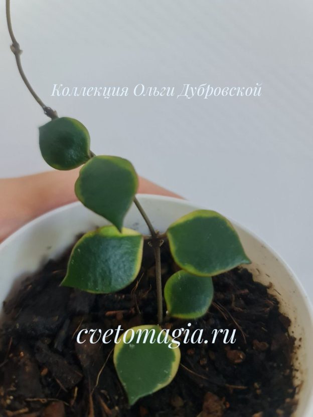 Hoya bakoensis albomarginata