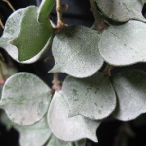 Hoya curtisii silver