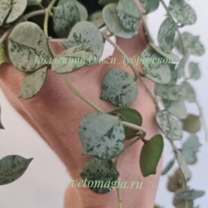 Hoya curtisii silver
