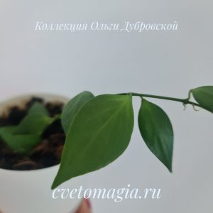 Hoya microstemma (хойя микростемма) 11-146