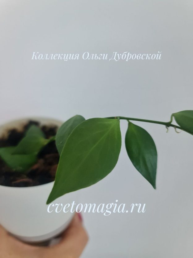 Hoya microstemma (хойя микростемма) 11-146