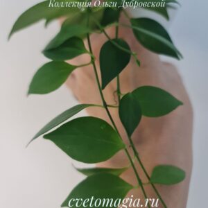 Hoya microstemma