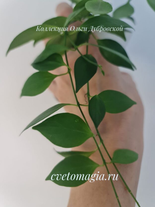 Hoya microstemma