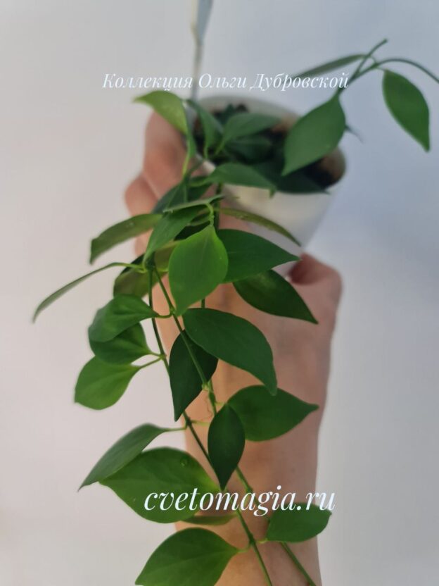 Hoya microstemma