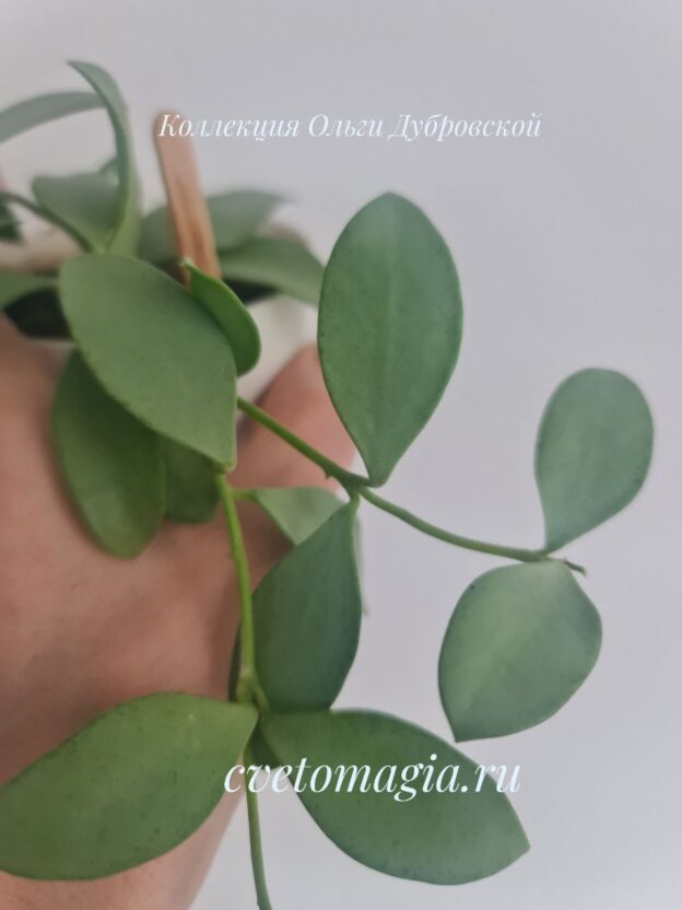 Hoya nummularioides silver