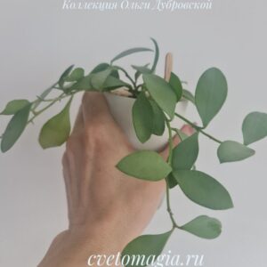 Hoya nummularioides silver