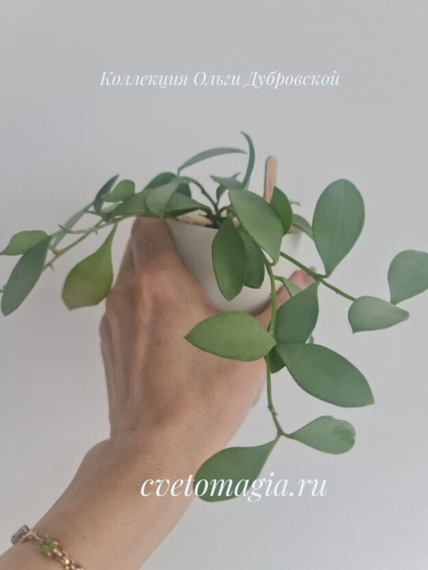 Hoya nummularioides silver