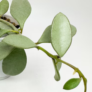 Hoya nummularioides silver