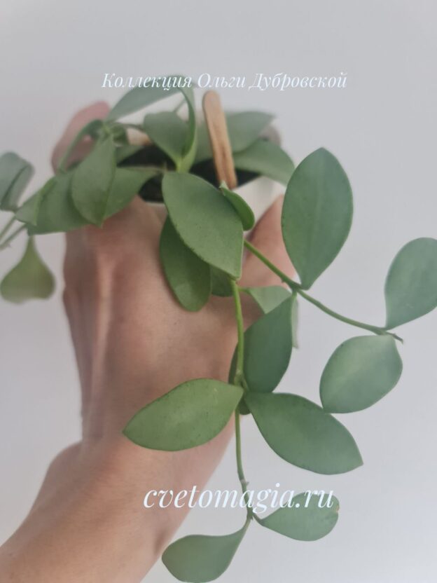 Hoya nummularioides silver — изображение 2
