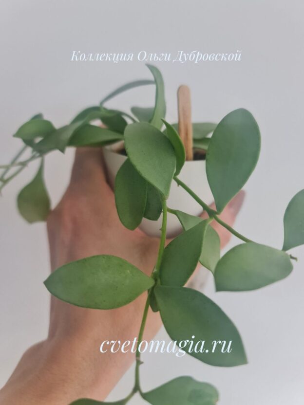 Hoya nummularioides silver