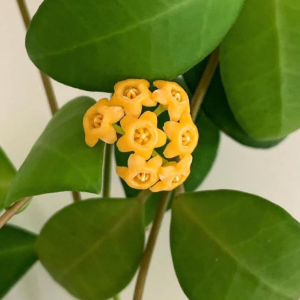 Hoya sp.Samar GN 003 yellow sapphire