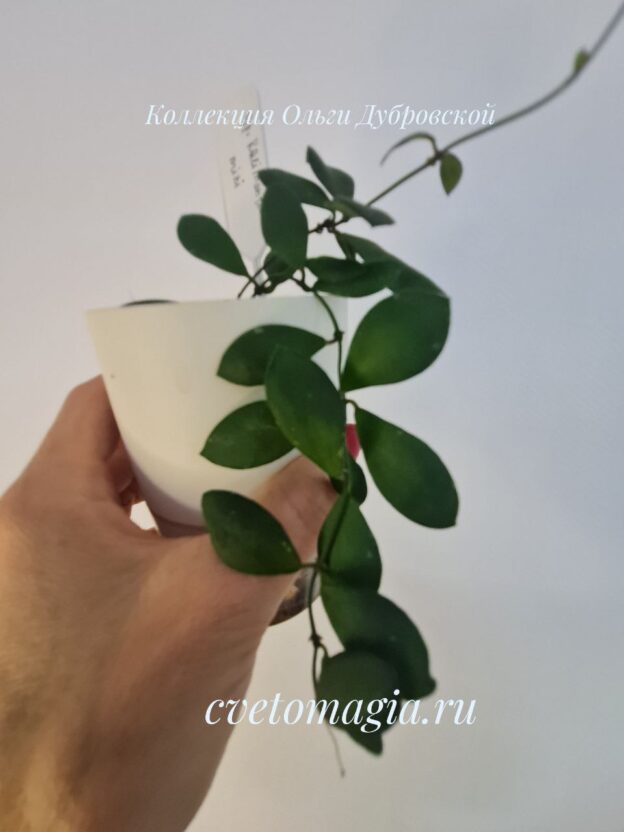Hoya sp.Kalimantan mini