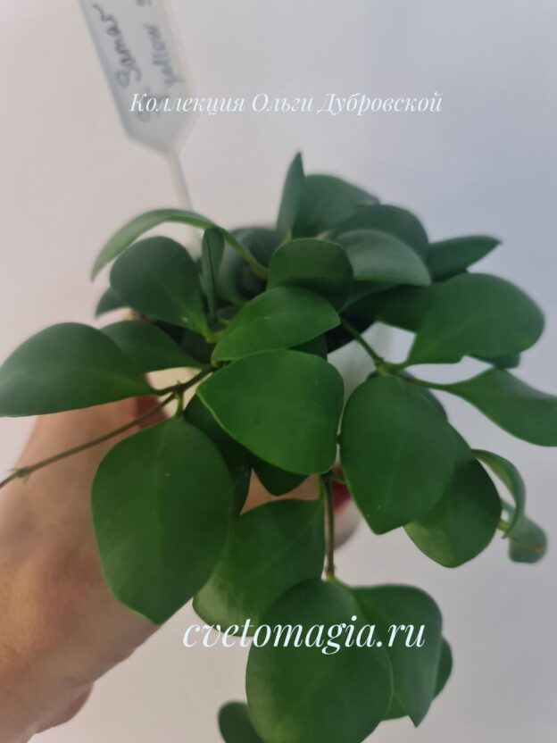 Hoya sp.Samar GN 003 yellow sapphire