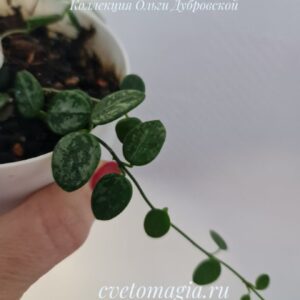 Hoya tengchongensis splash