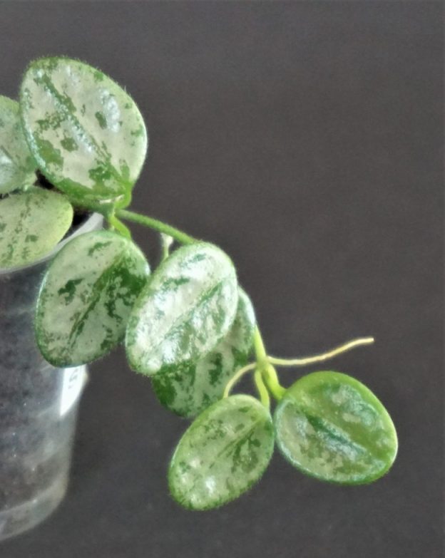 Hoya tengchongensis splash