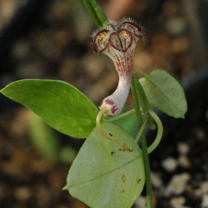 Ceropegia carnosa zulu