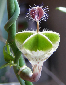 Ceropegia distincta var haygarthii