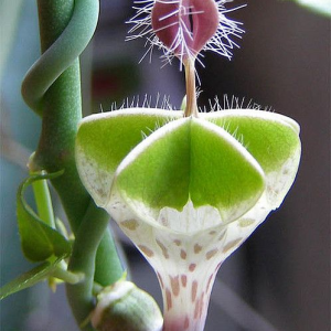 Ceropegia distincta var haygarthii