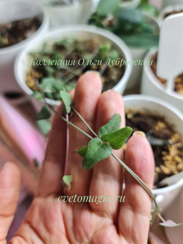 Ceropegia orange river