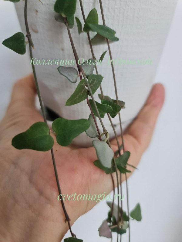 Ceropegia orange river