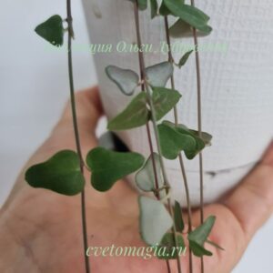 Ceropegia orange river