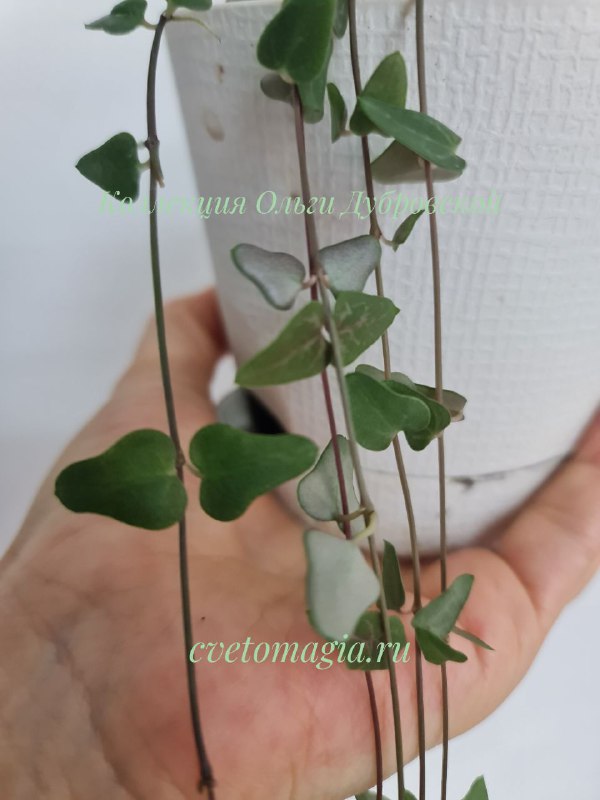 Ceropegia orange river