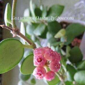 Hoya Heuschkeliana pink