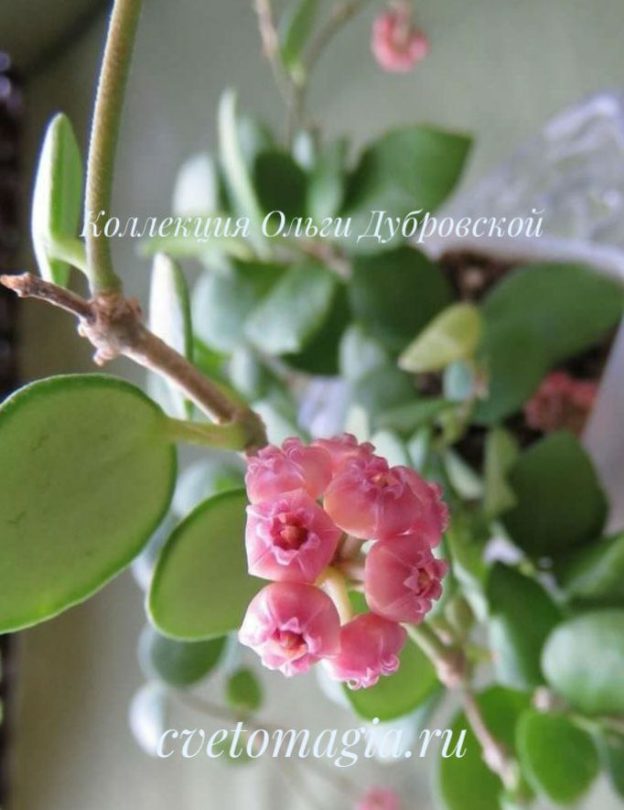 Hoya Heuschkeliana pink