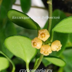 Hoya Heuschkeliana yellow