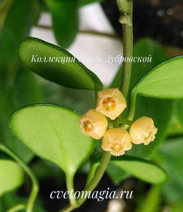 Hoya Heuschkeliana yellow