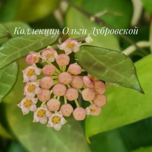 Hoya Rebecca