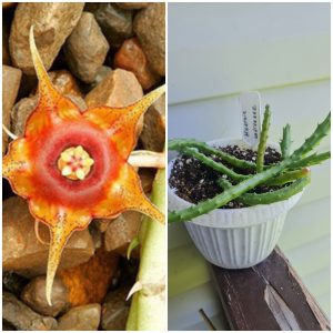 Huernia andreaeana (гуэрния андреана)