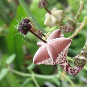 Ceropegia distincta