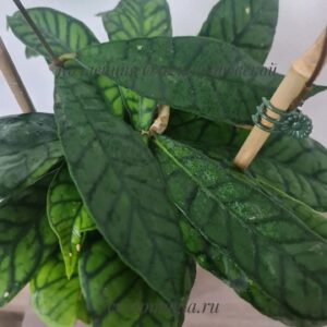 Hoya callistophylla