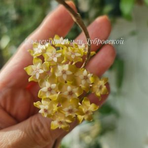 Hoya juannguoana IML 1604