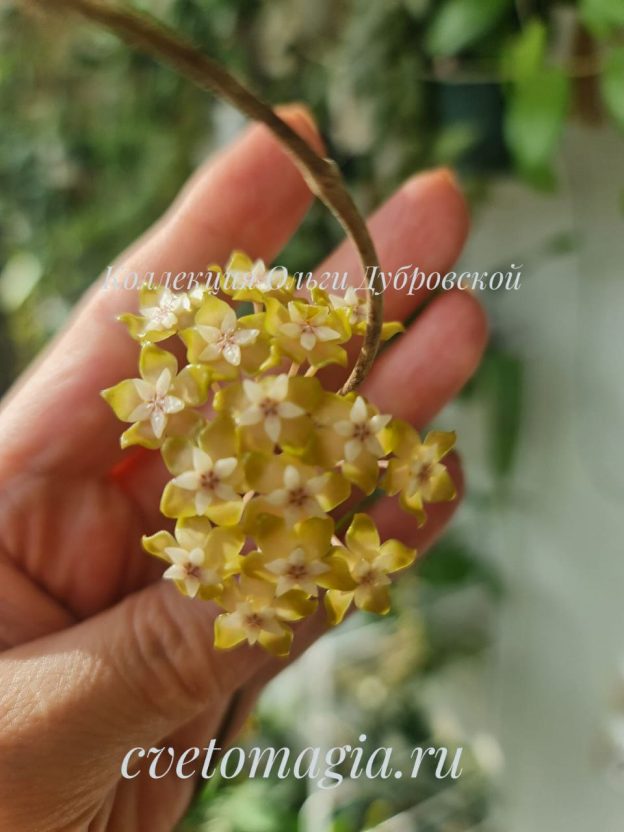 Hoya juannguoana IML 1604