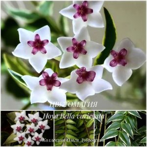 Hoya lanceolata ssp. bella albomarginated (Hoya lanceolata ssp. bella Anneke Buis)