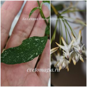 Hoya multiflora MILKY WAY