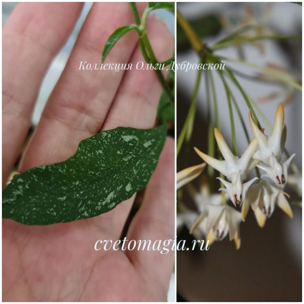 Hoya multiflora MILKY WAY