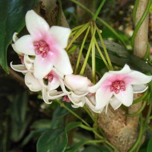 Hoya tannaensis