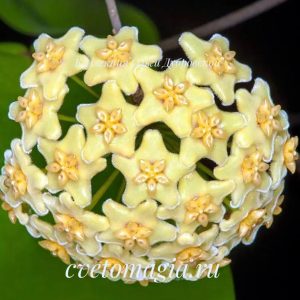 hoya dischorensis