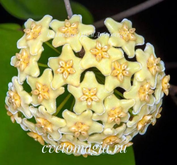 hoya dischorensis