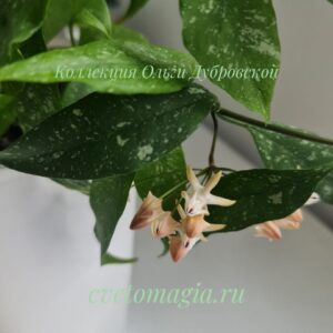 Hoya multiflora MILKY WAY