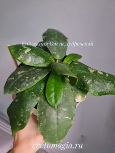 Hoya Mitrata Splash (митрата сплешь)