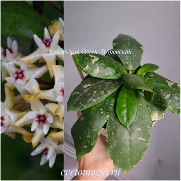 Hoya Mitrata Splash (митрата сплешь)