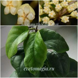 Hoya cardiophylla