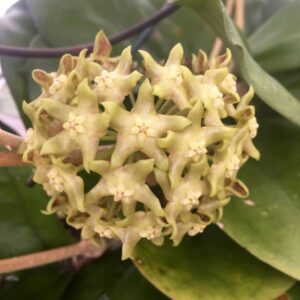Hoya cv. Lambing