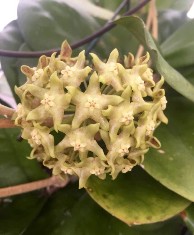 Hoya cv. Lambing