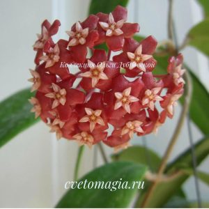 Hoya ilagiorum